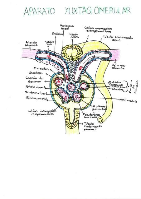 Organización histológica renal 