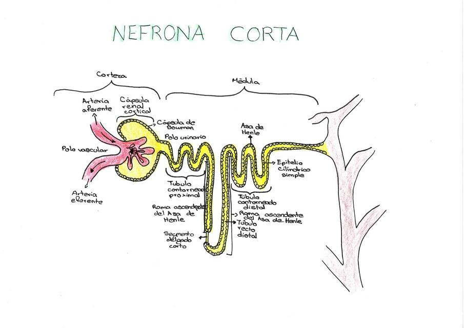 Organización histológica renal 