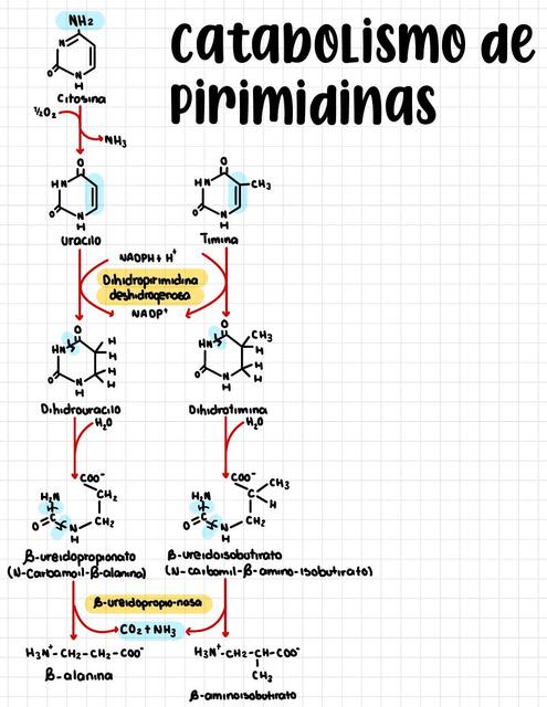 Catabolismo de pirimidinas