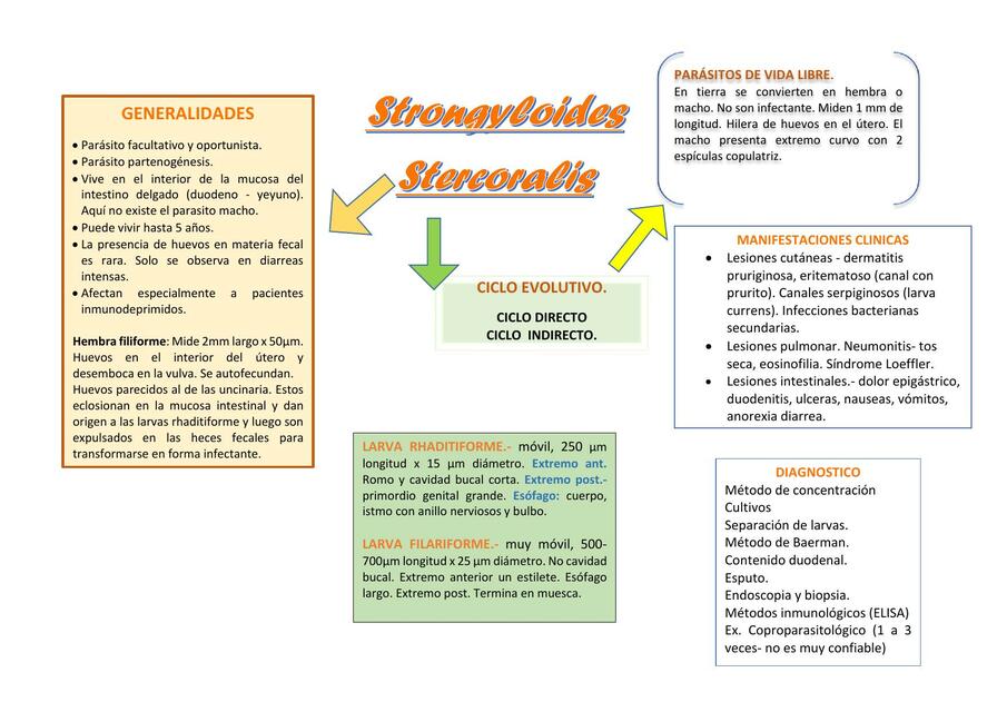 Strongyloides stercorali