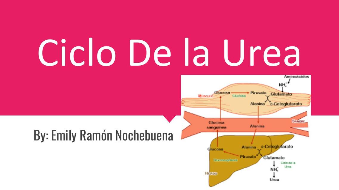 Ciclo De la Urea