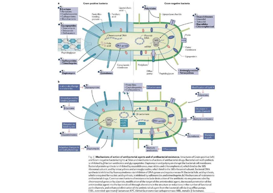 MECANISMO de ACCIÓN de los ANTIBIOTICOS |RESISTENCIA