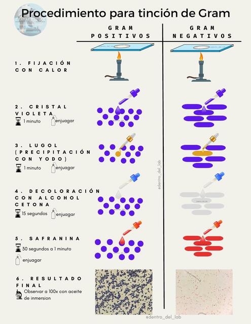 Procedimiento para Tinción de Gram
