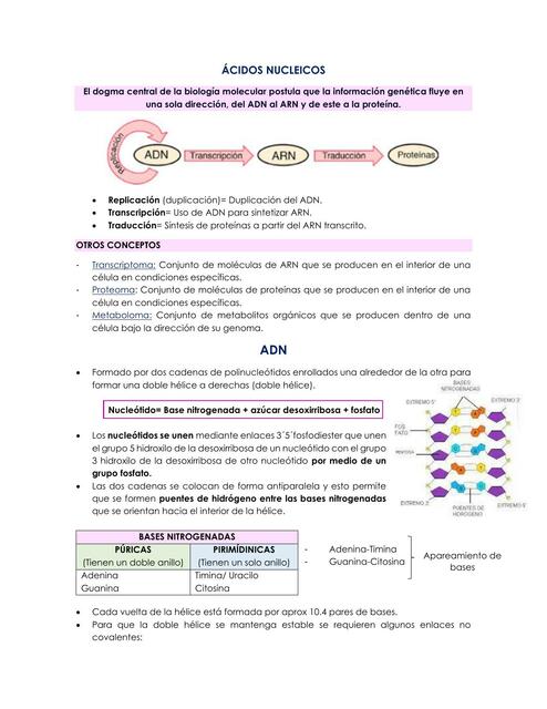 Ácidos nucleicos Nadia Reyes Romero uDocz