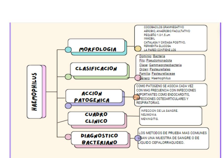 Haemophilus 