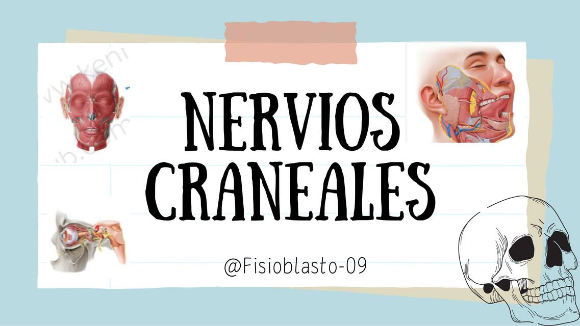 Nervios Craneales