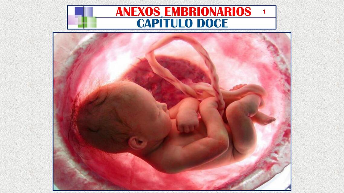 Anexos embrionarios