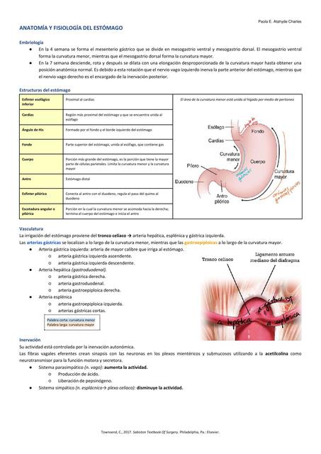 ESTÓMAGO anatomía y fisiología