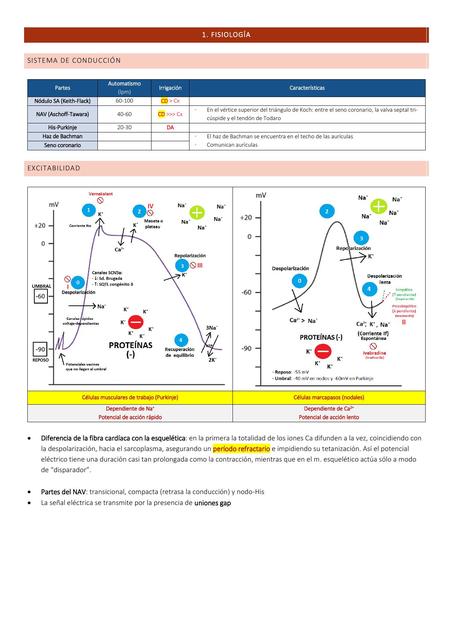 Fisiología cardiovascular