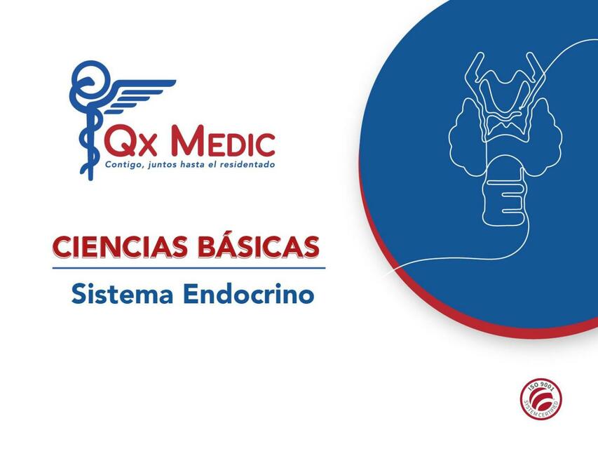 Sistema Endocrino 