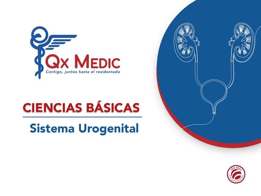 Sistema Urogenital 