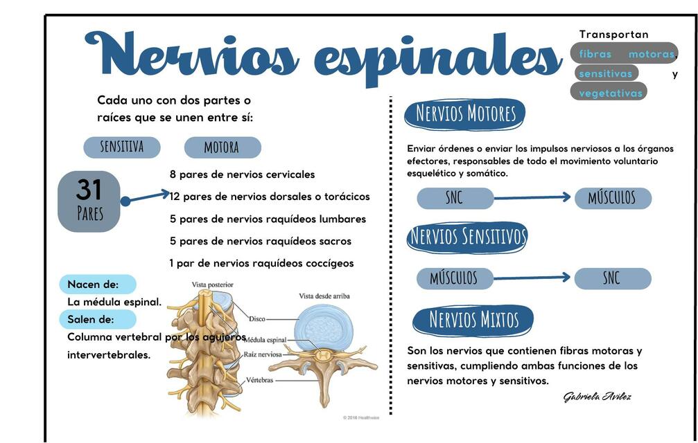 Nervios Espinales