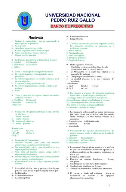 Anatomia