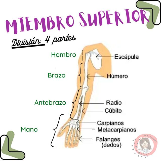 Miembro Superior Parte 1 Escapula clavícula húmero