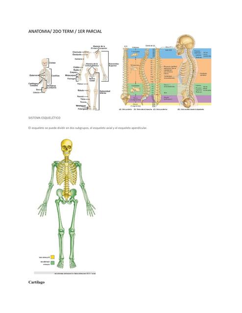 Anatomia 