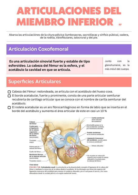 Articulaciones del Miembro Inferior 