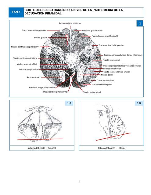 Atlas Microanatomía