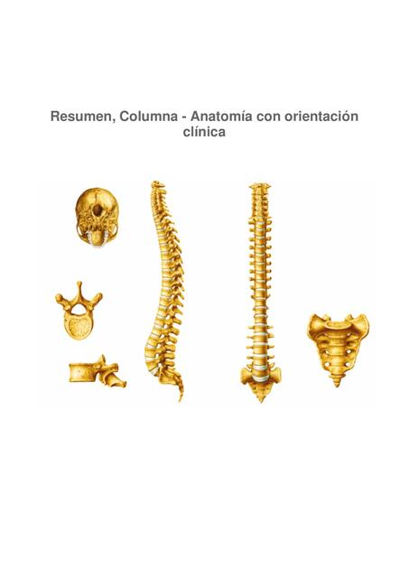 Columna - anatomía con orientación clínica - Resumen | Edwin Jiménez ...