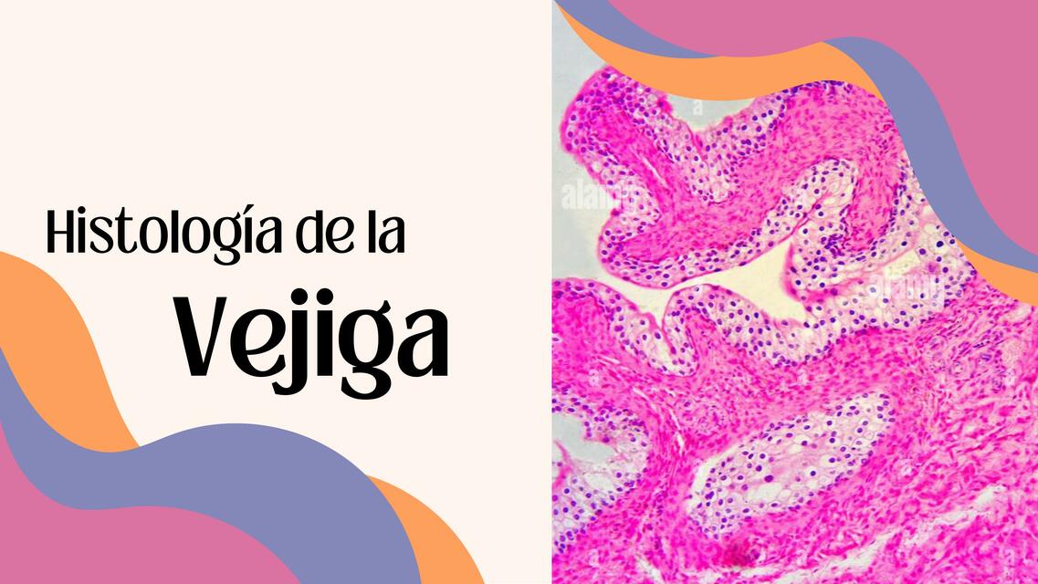 Histologia de la vejiga