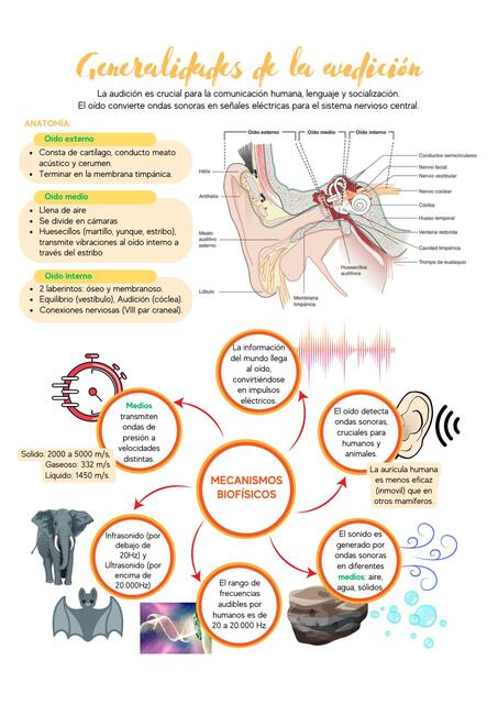 Generalidades de la audición y sus mecanismos biofísicos