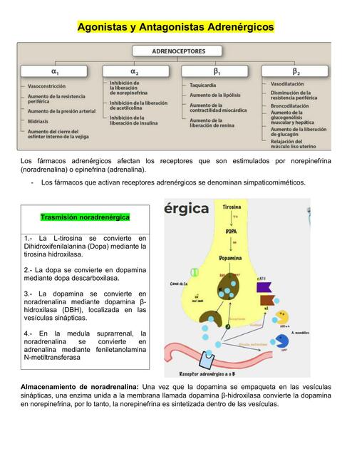 Agonistas y Antagonistas Adrenérgicos 