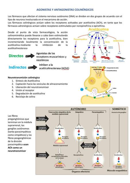 Agonistas y Antagonistas Colinérgicos 