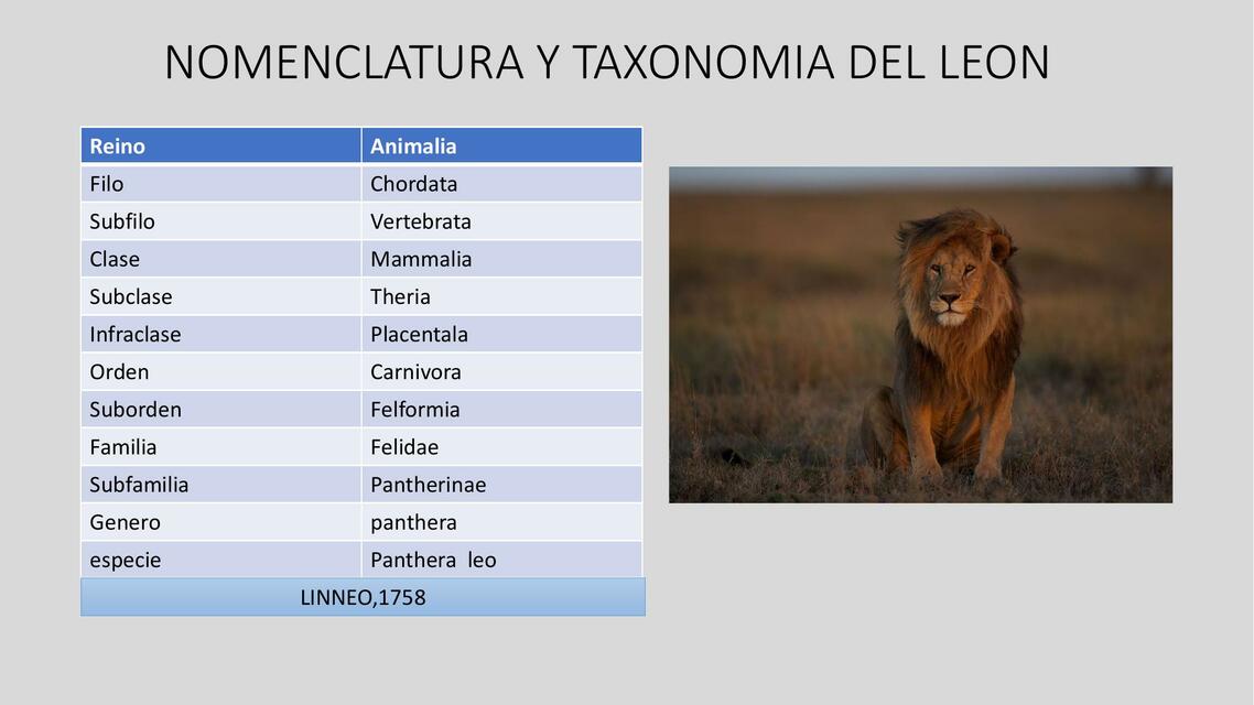 Taxonomía del león