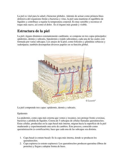 Piel  (estructura, capas, función, etc)