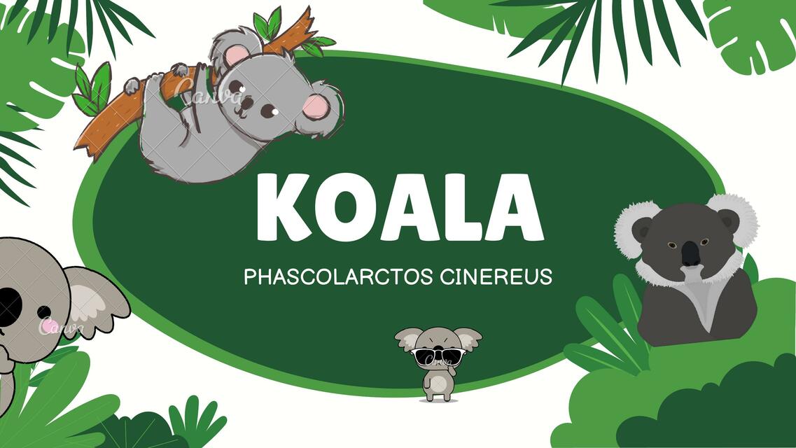 Koala 