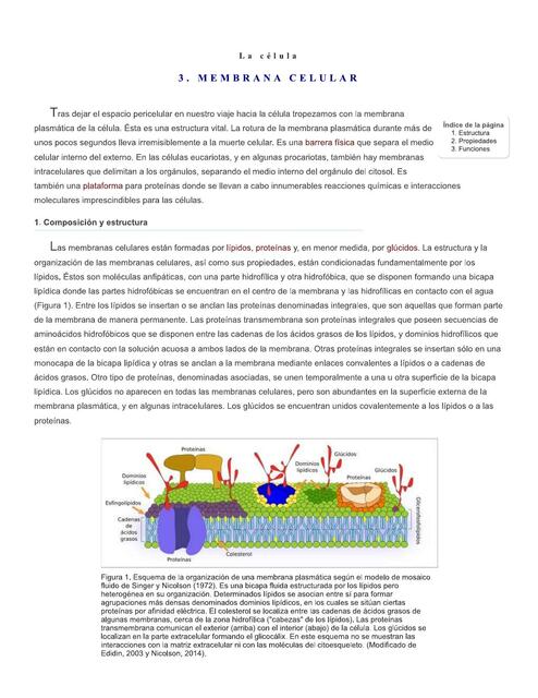 Membrana celular