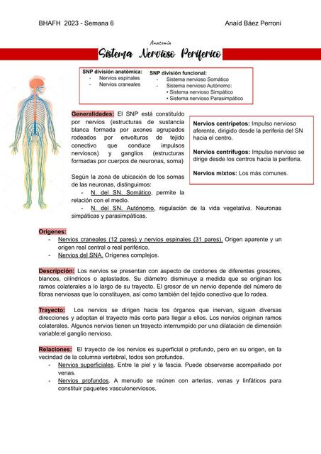 Sistema Nervioso Periférico (Anatomía y Fisiología)