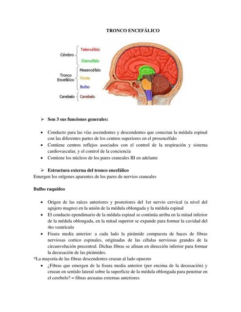 Tronco encefálico