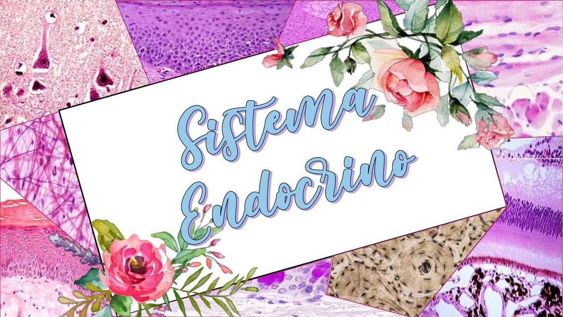 Sistema endocrino - Histología