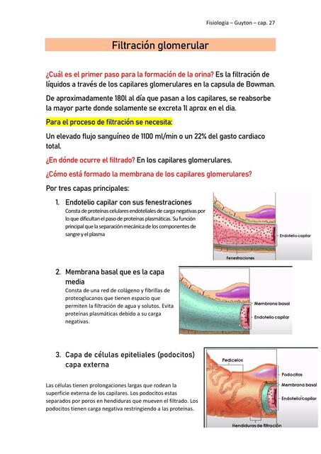 Filtración Glomerular