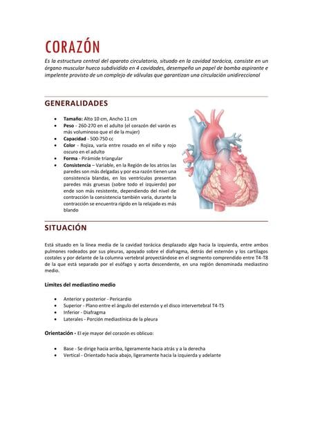 CARDIOVASCULAR 01 CORAZÓN I | I.O | uDocz