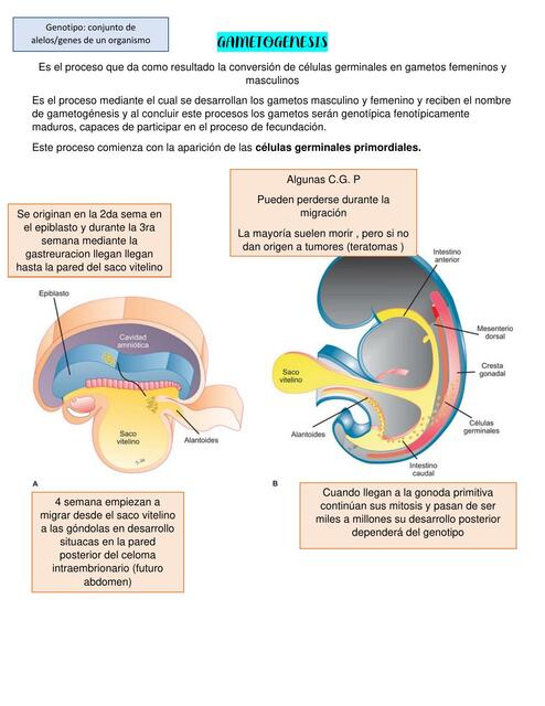 Gametogénesis 