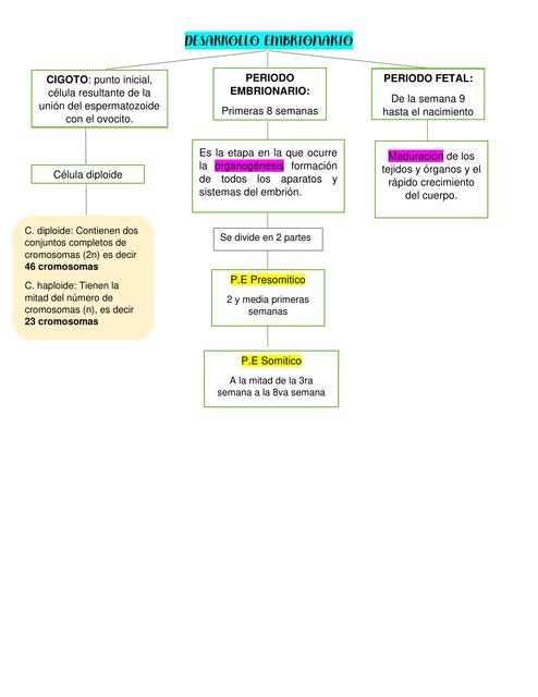 Desarrollo Embrionario 