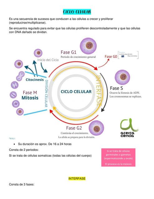 Ciclo Celular 