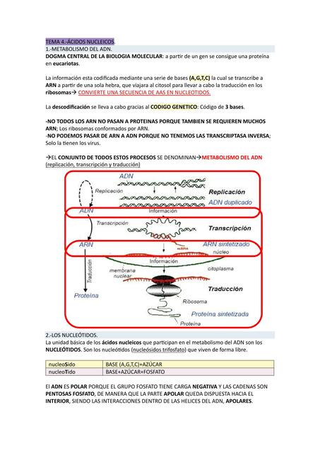 Ácidos Nucleicos 