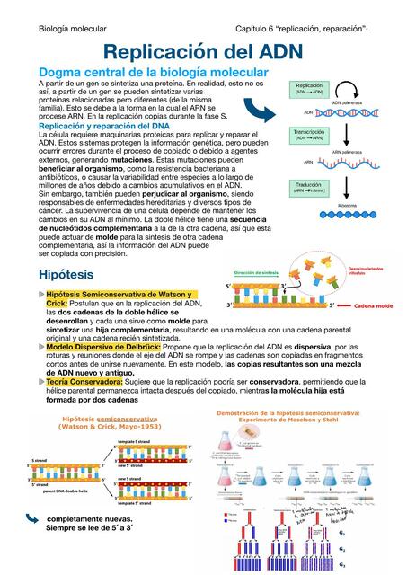 Replicación del ADN 