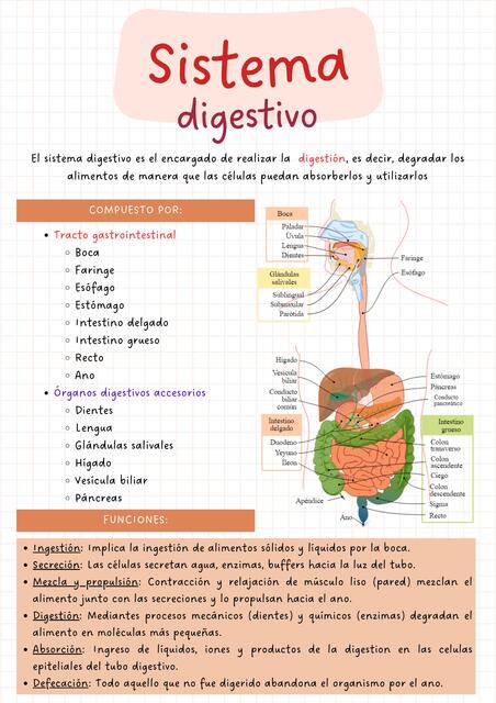 Sistema Digestivo