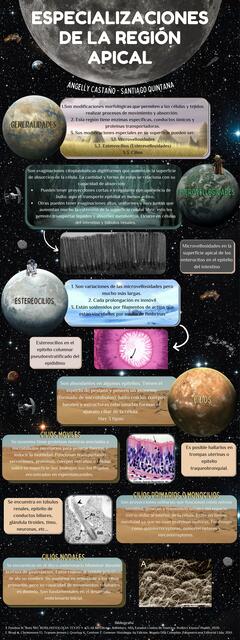 Especializaciones de la Región Apical 