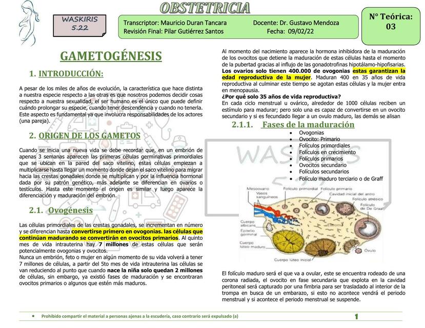 Gametogénesis