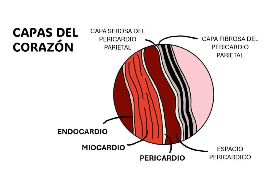 Capas del corazon | Camila Silva | uDocz