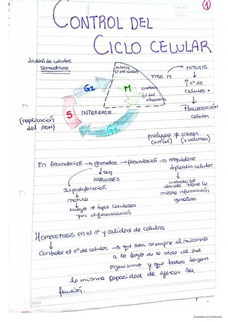 Control del Ciclo Celular 