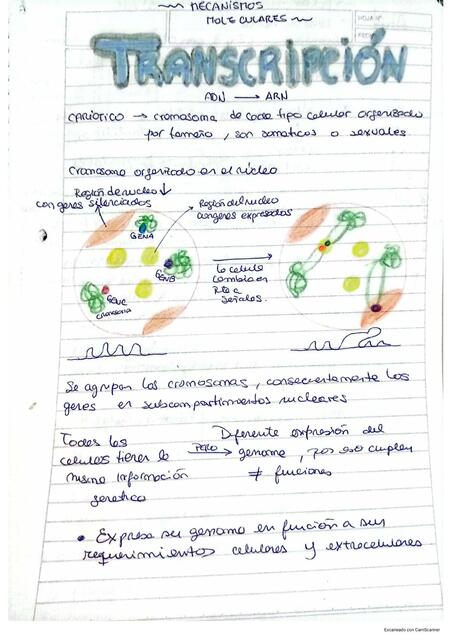 Transcripción BCM