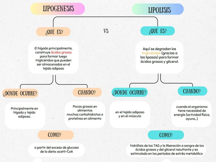 Lipogenesis y lipolisis