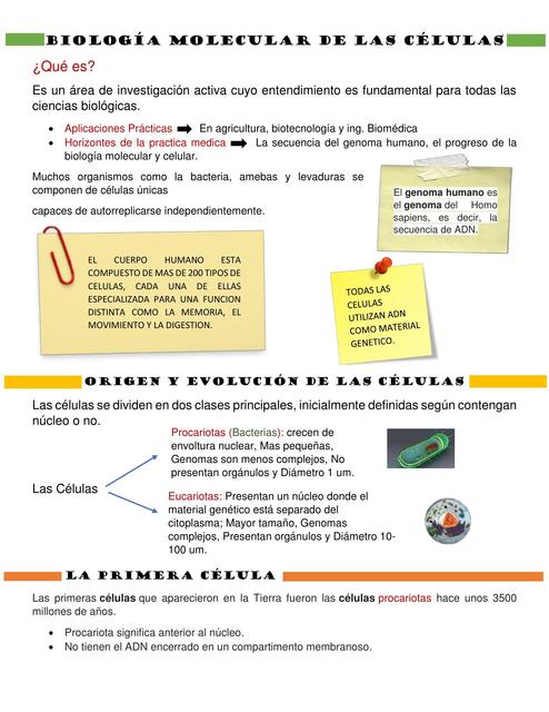 La Celula origen, Teoria, etc.