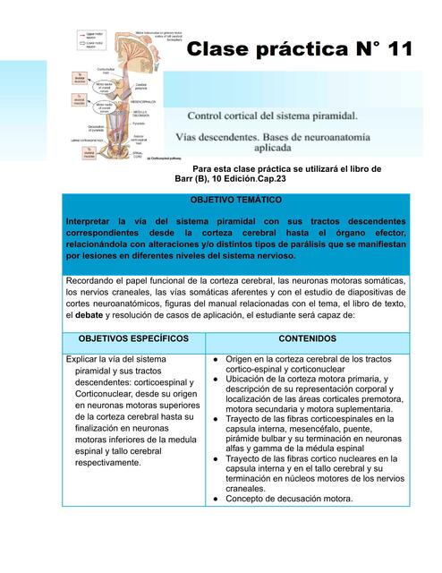 Control cortical del sistema piramidal 