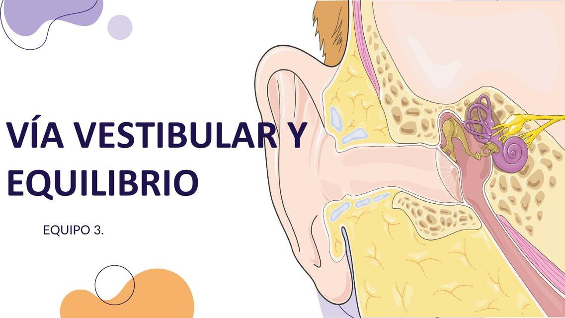 Vía vestibular y equilibrio